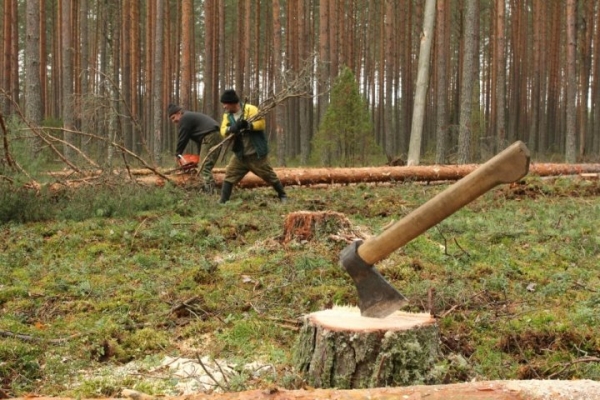 Кто ответил за смерть лесоруба в Каменецком районе?