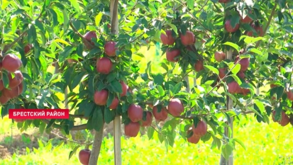 Приходится работать в 30-градусную жару. Как возле Бреста убирают урожай яблок