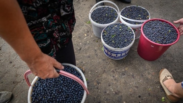 Дикорастущий бизнес: белорусы хорошо заработали на чернике, пошли грибы Дикорастущий бизнес: белорусы хорошо заработали на чернике, пошли грибы