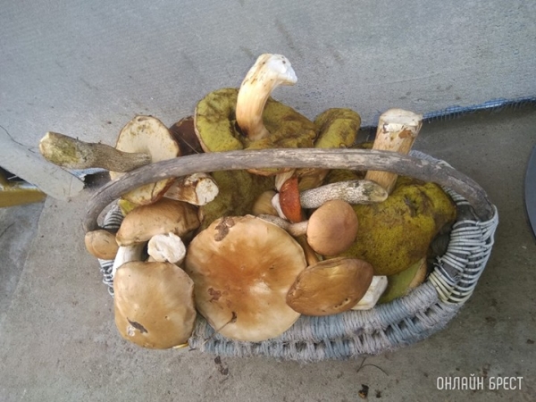 МНС пояснило, когда огородники и грибники должны платить налог МНС пояснило, когда огородники и грибники должны платить налог