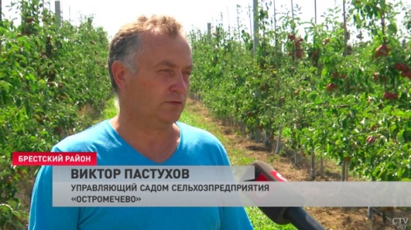 Приходится работать в 30-градусную жару. Как возле Бреста убирают урожай яблок