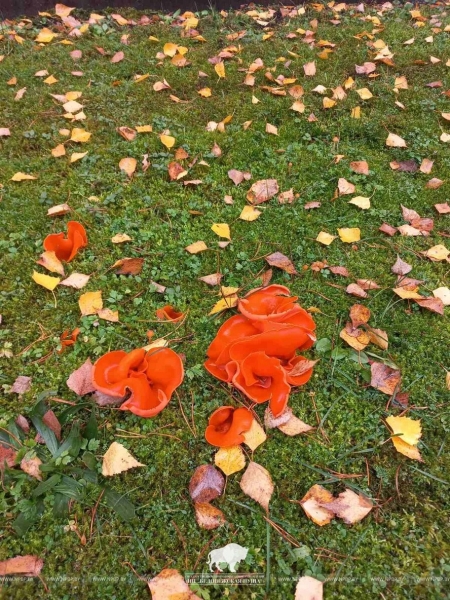 В Беловежской пуще нашли необычный гриб В Беловежской пуще нашли необычный гриб