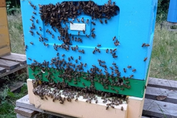 Увлечение родом из детства: как пчеловод из Кобрина продолжает дело родителей Увлечение родом из детства: как пчеловод из Кобрина продолжает дело родителей