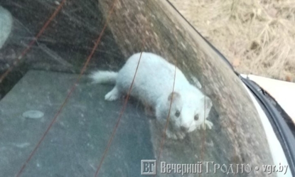 Ни ласки, ни машины. Что теперь с диким животным, которое мужчина нашел в своем авто Ни ласки, ни машины. Что теперь с диким животным, которое мужчина нашел в своем авто