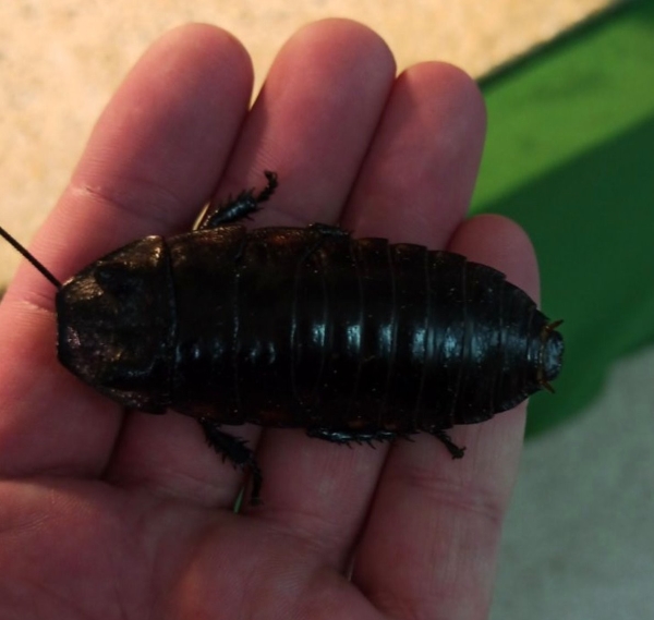 Нашествие пауков-гигантов, скорпионов, ящериц и тарантулов в Бресте. Приходи на выставку «Опасные и прекрасные» в кинотеатре «Беларусь» Нашествие пауков-гигантов, скорпионов, ящериц и тарантулов в Бресте. Приходи на выставку «Опасные и прекрасные» в кинотеатре «Беларусь»