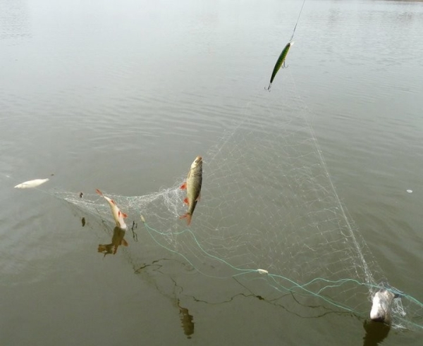 «Знали, что штраф, но что такой?!». На «золотую» рыбалку сходили два жителя Брестской области «Знали, что штраф, но что такой?!». На «золотую» рыбалку сходили два жителя Брестской области