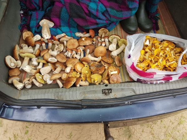 Белорусы собирают рекордные урожаи грибов Белорусы собирают рекордные урожаи грибов