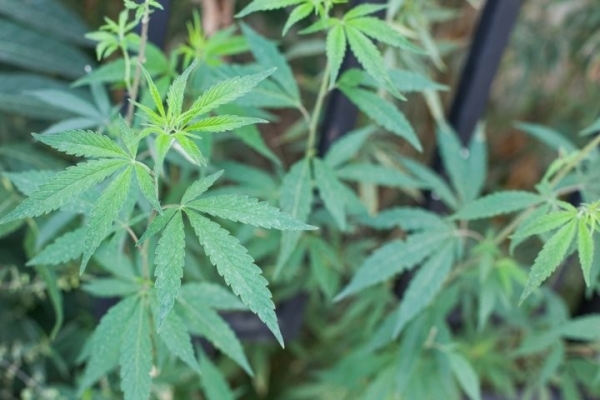 В Беларуси бывший муж «сдал» милиции жену вместе с коноплей В Беларуси бывший муж «сдал» милиции жену вместе с коноплей