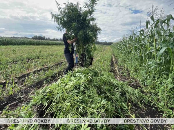Возле Бреста уничтожено около 1800 килограммов дикорастущей конопли Возле Бреста уничтожено около 1800 килограммов дикорастущей конопли