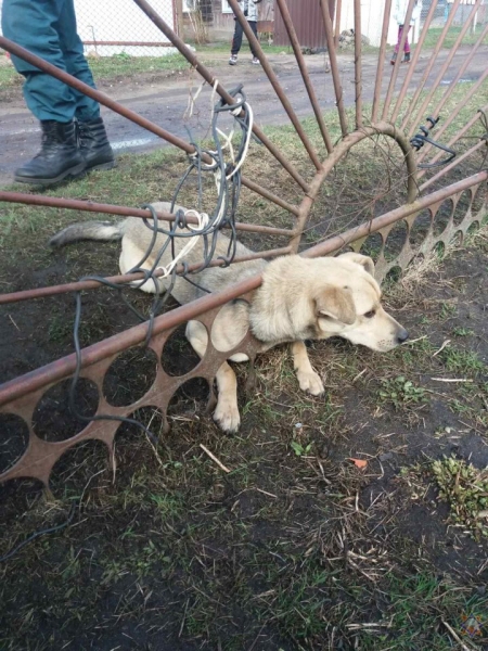 Спасатели помогли застрявшей в заборе собаке Спасатели помогли застрявшей в заборе собаке