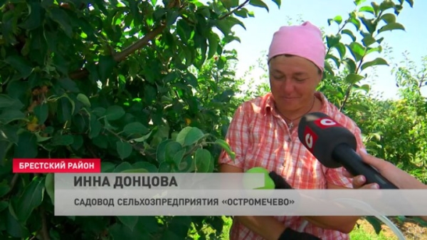 Приходится работать в 30-градусную жару. Как возле Бреста убирают урожай яблок