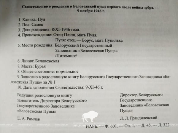 Первый зубр после истребления родился в белорусской части Беловежской пущи 75 лет назад Первый зубр после истребления родился в белорусской части Беловежской пущи 75 лет назад