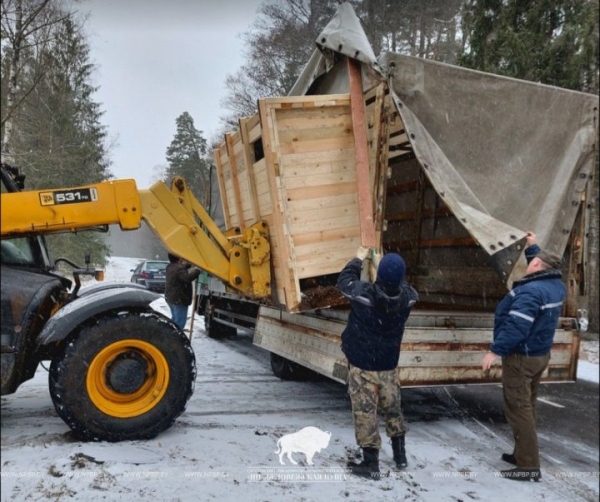 Зубр Борька сменил прописку и переехал из Брестской области в другой заповедник