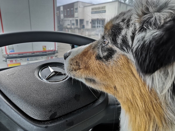 «Да хоть с крокодилом! Главное, чтобы в кабине было чисто!» Белоруска ушла в дальнобой и ездит... с собакой «Да хоть с крокодилом! Главное, чтобы в кабине было чисто!» Белоруска ушла в дальнобой и ездит... с собакой