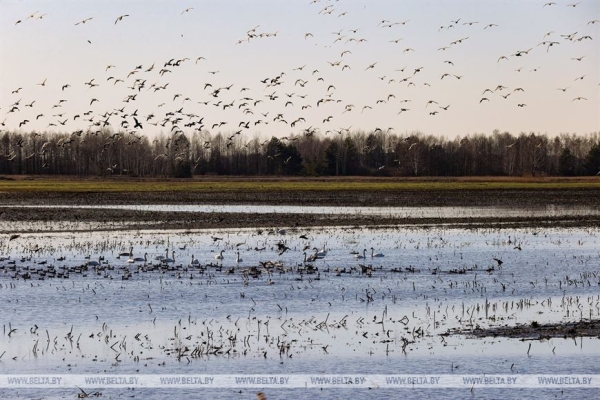 Птицы на реке Ясельде в Брестской области Птицы на реке Ясельде в Брестской области