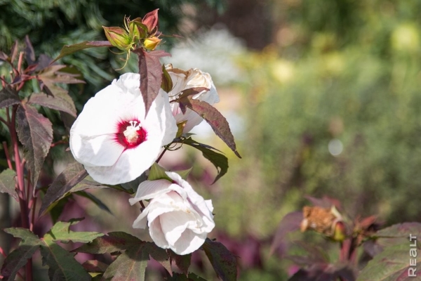 «Высадил рассаду на 11 тысяч долларов». Как обычный парень из Бреста создал сад с тысячами растений на 2 гектарах «Высадил рассаду на 11 тысяч долларов». Как обычный парень из Бреста создал сад с тысячами растений на 2 гектарах