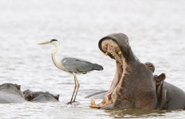Какие фотографии животных признаны лучшими в 2022 году? Какие фотографии животных признаны лучшими в 2022 году?