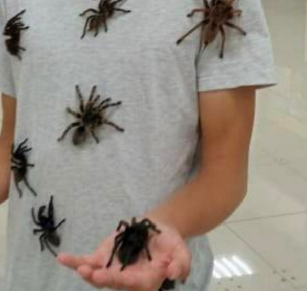 Нашествие пауков-гигантов, скорпионов, ящериц и тарантулов в Бресте. Приходи на выставку «Опасные и прекрасные» в кинотеатре «Беларусь» Нашествие пауков-гигантов, скорпионов, ящериц и тарантулов в Бресте. Приходи на выставку «Опасные и прекрасные» в кинотеатре «Беларусь»