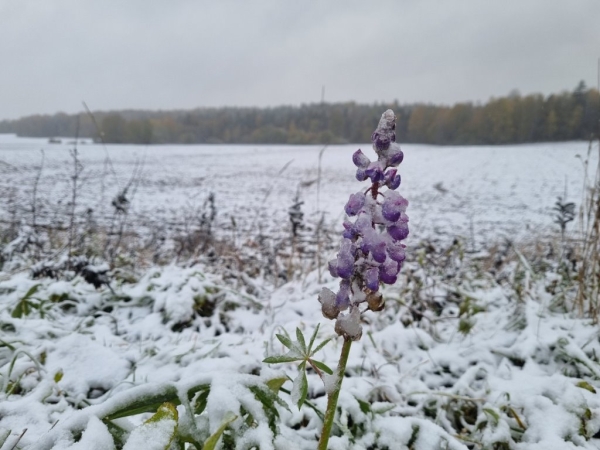 В Беларуси выпал снег В Беларуси выпал снег