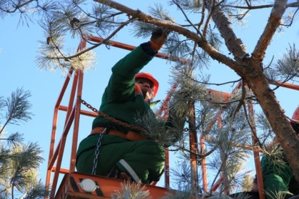 Почти 14 тонн шишек сосны и ели собрали в Беловежской пуще. Для чего?