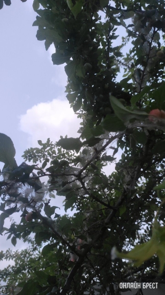 Читатель: Откуда берется эта густая паутина на деревьях?
Читатель: Откуда берется эта густая паутина на деревьях?