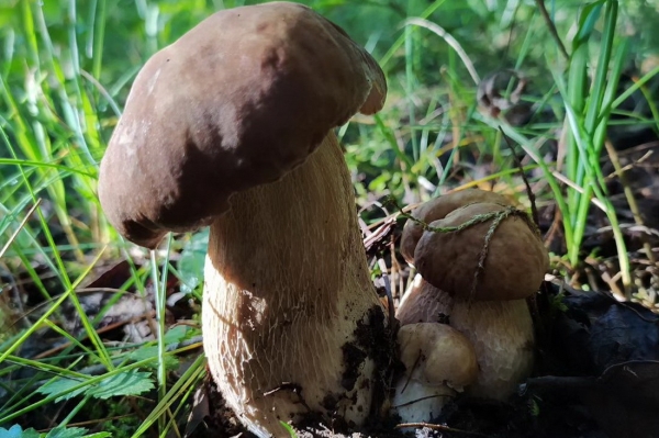 Белорусы собирают рекордные урожаи грибов Белорусы собирают рекордные урожаи грибов