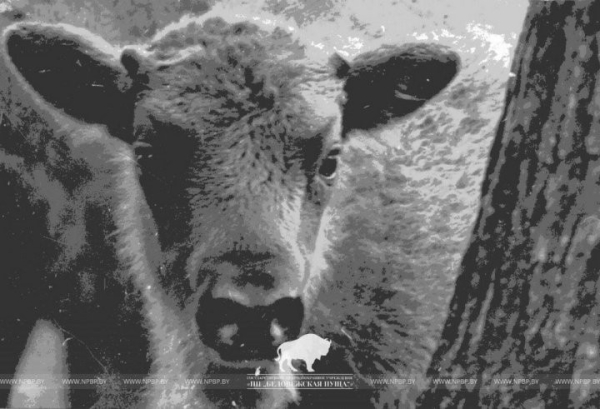 Первый зубр после истребления родился в белорусской части Беловежской пущи 75 лет назад Первый зубр после истребления родился в белорусской части Беловежской пущи 75 лет назад