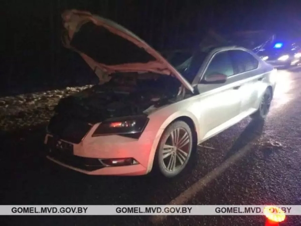 Наезд на лося в Гомельской области: погиб пассажир, водитель в реанимации Наезд на лося в Гомельской области: погиб пассажир, водитель в реанимации