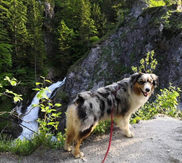 «Да хоть с крокодилом! Главное, чтобы в кабине было чисто!» Белоруска ушла в дальнобой и ездит... с собакой «Да хоть с крокодилом! Главное, чтобы в кабине было чисто!» Белоруска ушла в дальнобой и ездит... с собакой