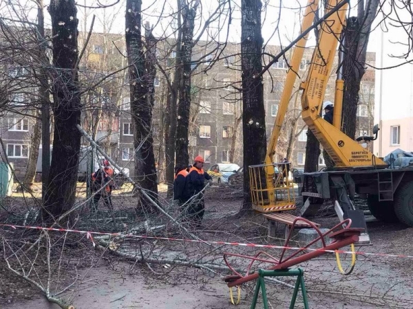 В Бресте завершаются работы по удалению и обрезке деревьев и кустарников В Бресте завершаются работы по удалению и обрезке деревьев и кустарников