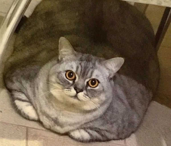 Это самая толстая кошка в мире? Возможно. Но теперь она на диете Это самая толстая кошка в мире? Возможно. Но теперь она на диете