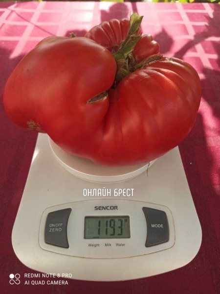Читатель: Помидор-великан вырастила жительница Брестской области
Читатель: Помидор-великан вырастила жительница Брестской области