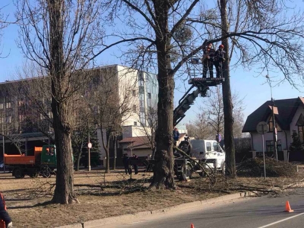 В Бресте завершаются работы по удалению и обрезке деревьев и кустарников В Бресте завершаются работы по удалению и обрезке деревьев и кустарников