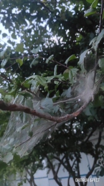 Читатель: Откуда берется эта густая паутина на деревьях?
Читатель: Откуда берется эта густая паутина на деревьях?