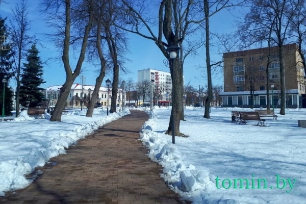 В Бресте расцвела форзиция… на снегу В Бресте расцвела форзиция… на снегу