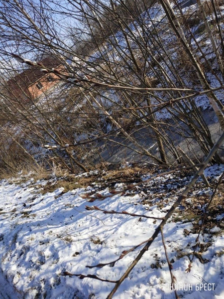 Читатель: Брестская область. В Кобрине в январе зацвели «котики»
Читатель: Брестская область. В Кобрине в январе зацвели «котики»