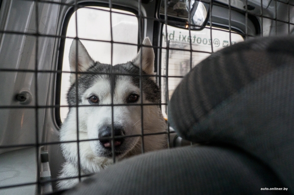 «Жирная тема» или сплошные убытки? Разбираемся, почему в Беларуси почти нет зоотакси «Жирная тема» или сплошные убытки? Разбираемся, почему в Беларуси почти нет зоотакси