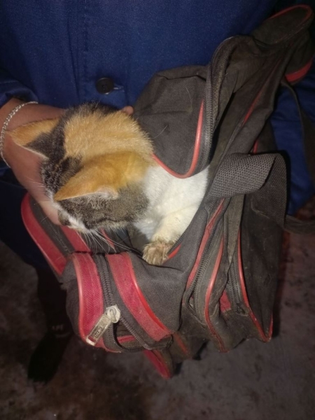 В Брестской области спасли кота В Брестской области спасли кота