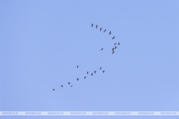 Птицы на реке Ясельде в Брестской области Птицы на реке Ясельде в Брестской области