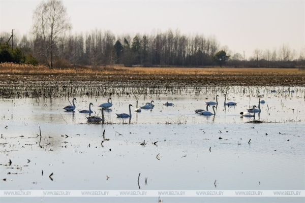 Птицы на реке Ясельде в Брестской области Птицы на реке Ясельде в Брестской области