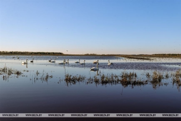Птицы на реке Ясельде в Брестской области Птицы на реке Ясельде в Брестской области