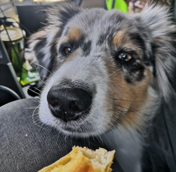 «Да хоть с крокодилом! Главное, чтобы в кабине было чисто!» Белоруска ушла в дальнобой и ездит... с собакой «Да хоть с крокодилом! Главное, чтобы в кабине было чисто!» Белоруска ушла в дальнобой и ездит... с собакой