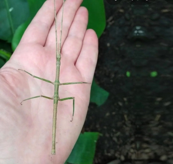 Нашествие пауков-гигантов, скорпионов, ящериц и тарантулов в Бресте. Приходи на выставку «Опасные и прекрасные» в кинотеатре «Беларусь» Нашествие пауков-гигантов, скорпионов, ящериц и тарантулов в Бресте. Приходи на выставку «Опасные и прекрасные» в кинотеатре «Беларусь»