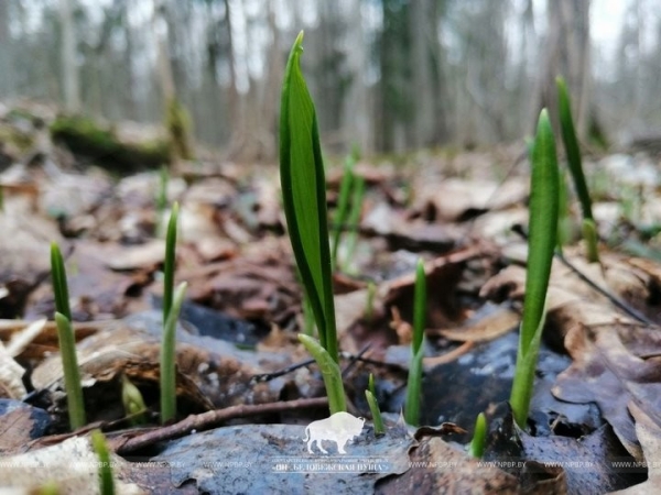 Первоцветам заморозки не страшны: в Беловежской пуще в марте температура опускалась до -12°С Первоцветам заморозки не страшны: в Беловежской пуще в марте температура опускалась до -12°С