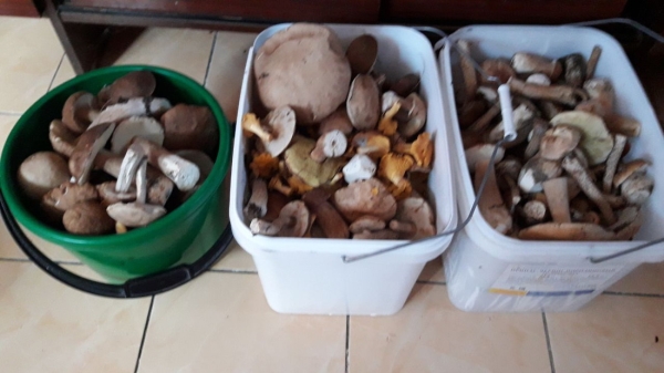 Белорусы собирают рекордные урожаи грибов Белорусы собирают рекордные урожаи грибов