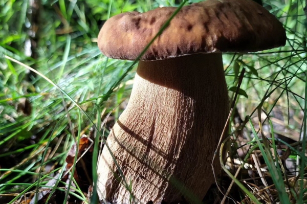 Белорусы собирают рекордные урожаи грибов Белорусы собирают рекордные урожаи грибов