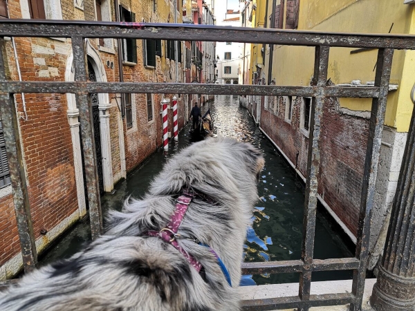 «Да хоть с крокодилом! Главное, чтобы в кабине было чисто!» Белоруска ушла в дальнобой и ездит... с собакой «Да хоть с крокодилом! Главное, чтобы в кабине было чисто!» Белоруска ушла в дальнобой и ездит... с собакой