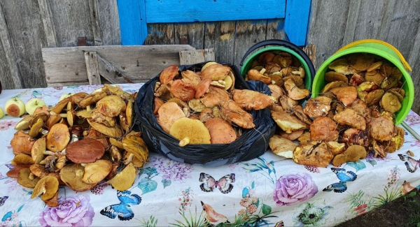 Белорусы собирают рекордные урожаи грибов Белорусы собирают рекордные урожаи грибов