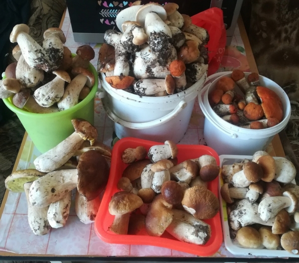 Белорусы собирают рекордные урожаи грибов Белорусы собирают рекордные урожаи грибов