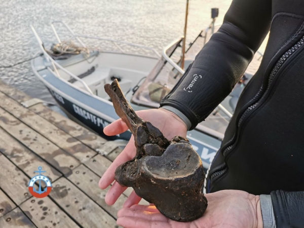 В Гомеле водолазы ОСВОД нашли кости бизона